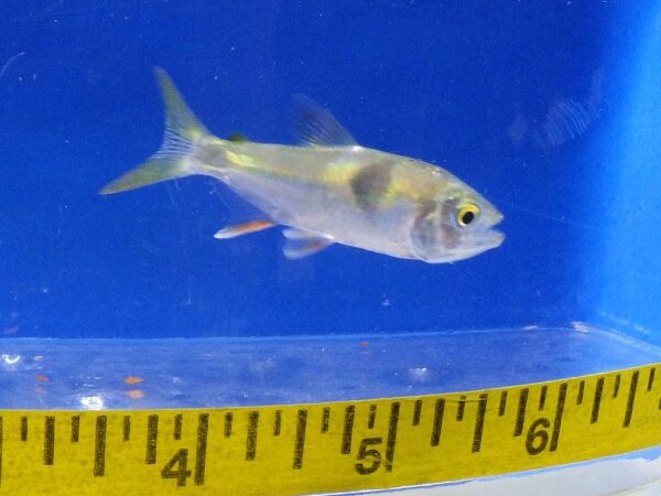 Exodon Paradoxus Two Spot Tetra Reg