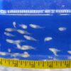 A group of fish swimming in an aquarium.