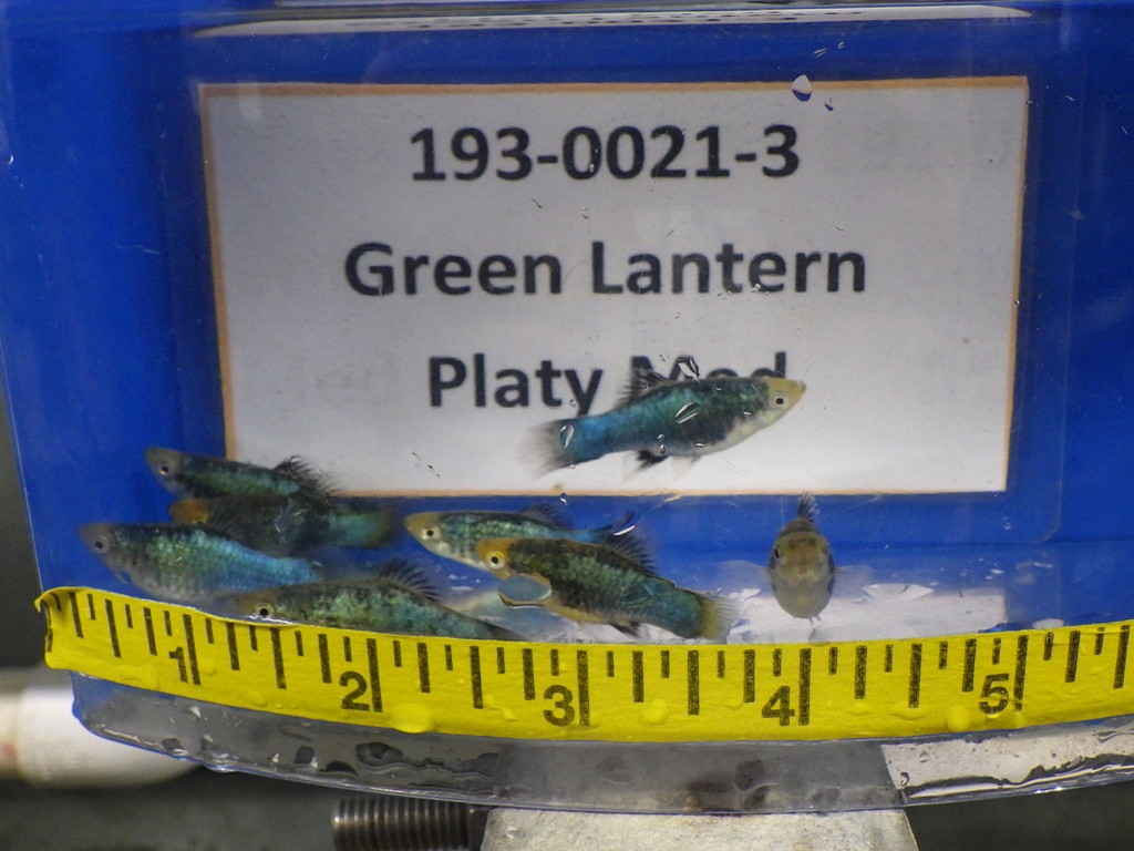 A blue box with a yellow ruler and some fish