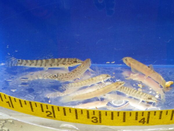 Spotback Loach Reg