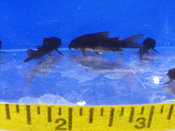Black Venezuela "Schultzei" Corydoras Reg
