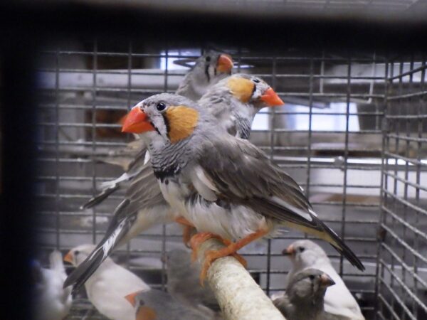 Zebra Finch Reg