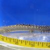 Ornatipinnis "Ornate" Bichir Lrg 4"