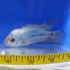Titanium / Thai Silk Flowerhorn Cichlid Med