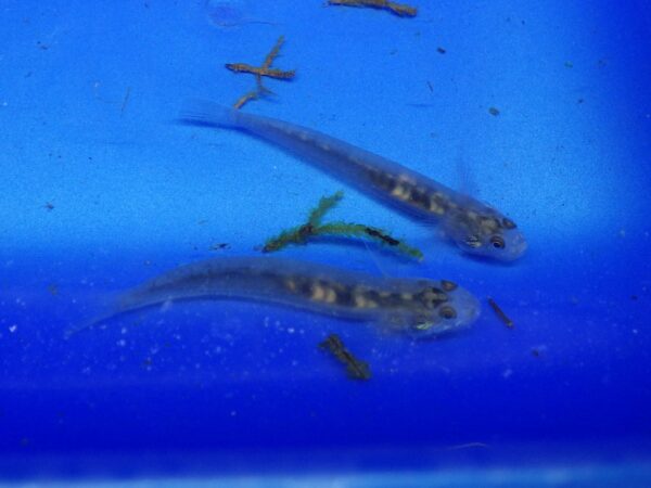 Glass Stiphodon Goby Reg