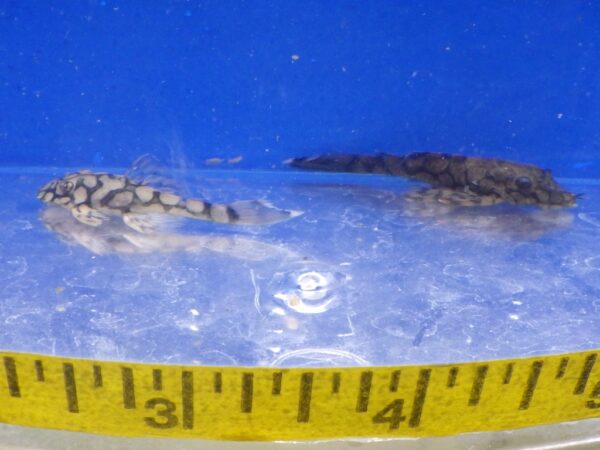 Ancistrus Kiefner Honeycomb Pleco L519 Reg