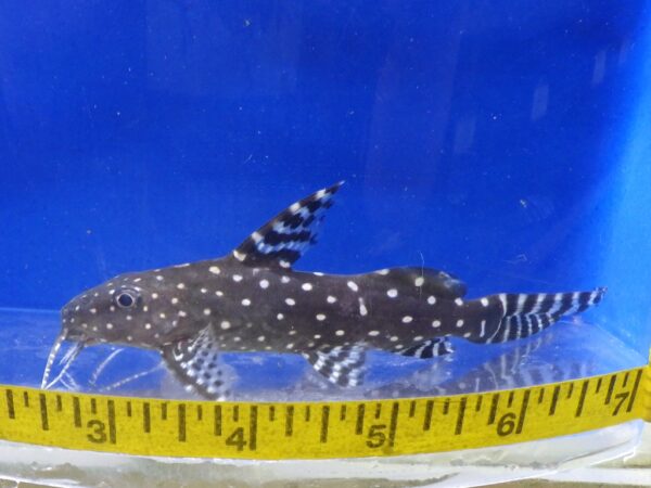 Synodontis Angelicus "Angel Squeaker" Med