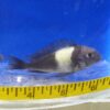 Cyphotilapia Frontosa Cichlid 3" Med