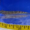 Threadfin Goby Reg