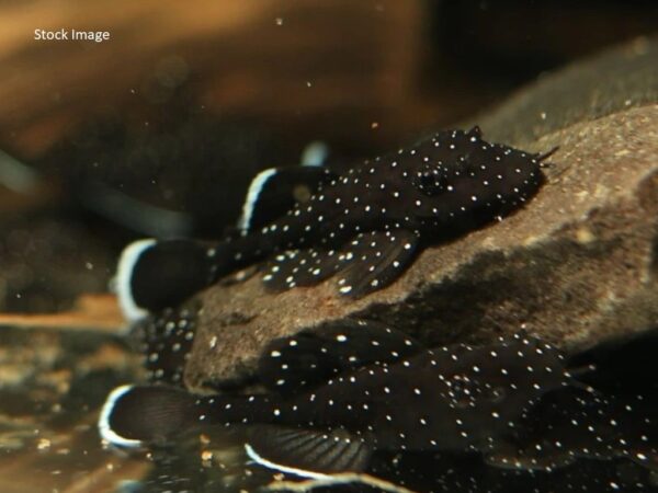 Ancistrus Peppermint Pleco L181 Sml