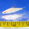 Gold / Albino Denisonii Barb Reg