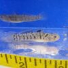 Yellowstripe Chulae Goby Med