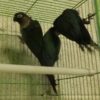 Green Cheek Conure
