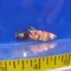 Betta Koi Female Reg