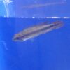 Triple Red Apistogramma Agassizi Reg