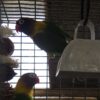 Lovebird - Black Mask