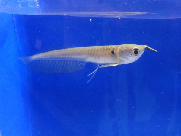 Silver Arowana 3-4" Reg