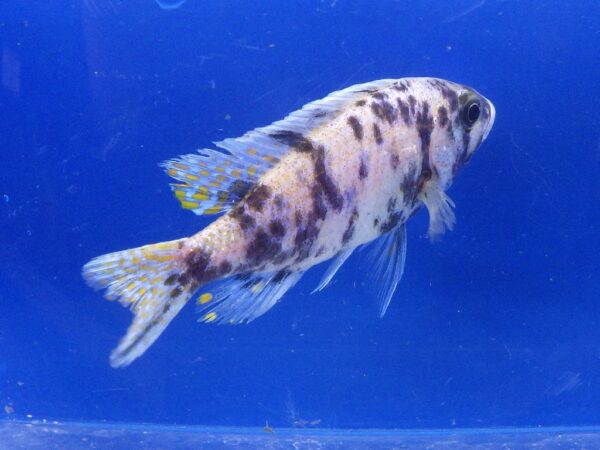 Orange Blotch Fryeri Sciaenochromis 4" Lrg
