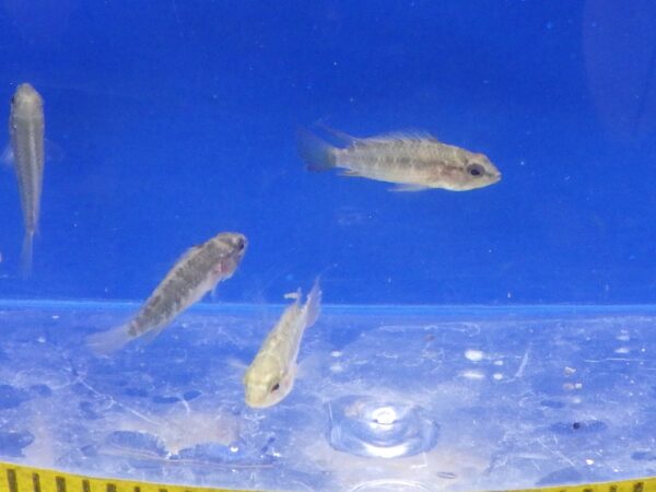 Apistogramma Viejita Red Edge Reg