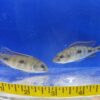 Otopharynx Tetrastigma Hap Cichlid Med