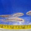 Julidochromis Dickfeldi Cichlid Reg