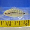 Rainbow Cichlid Reg