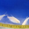 Gold / Albino Redtail Tinfoil Barb Reg