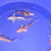 Select Grade Koi 6-8" M/L