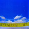 Albino Paleatus Corydoras Reg
