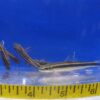 Pink Flying Fox 2" Med