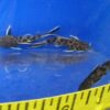 Synodontis Petricola Reg