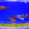 Assorted Swordtail XL
