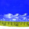 Adolfi Corydoras Med