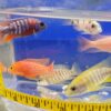 Assorted Aulonocara Peacock Cichlid Reg