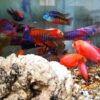 Assorted Aulonocara Peacock Cichlid Med