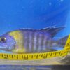 Bicolor Maulana Peacock Cichlid Lrg