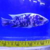 Blueberry OB Peacock Cichlid Lrg