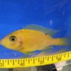 Golden Dragon Peacock Cichlid Lrg