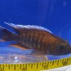 Jacobfreibergi Peacock Cichlid Large