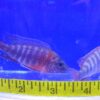 German Red Peacock Cichlid Med