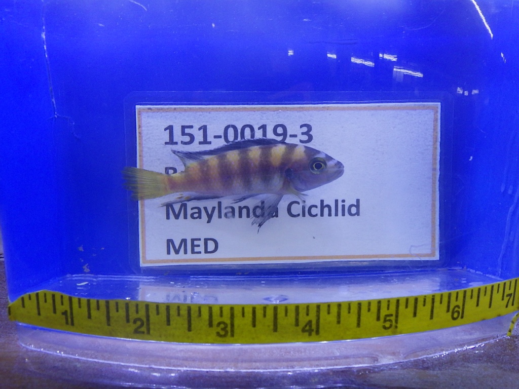 RIMG0091