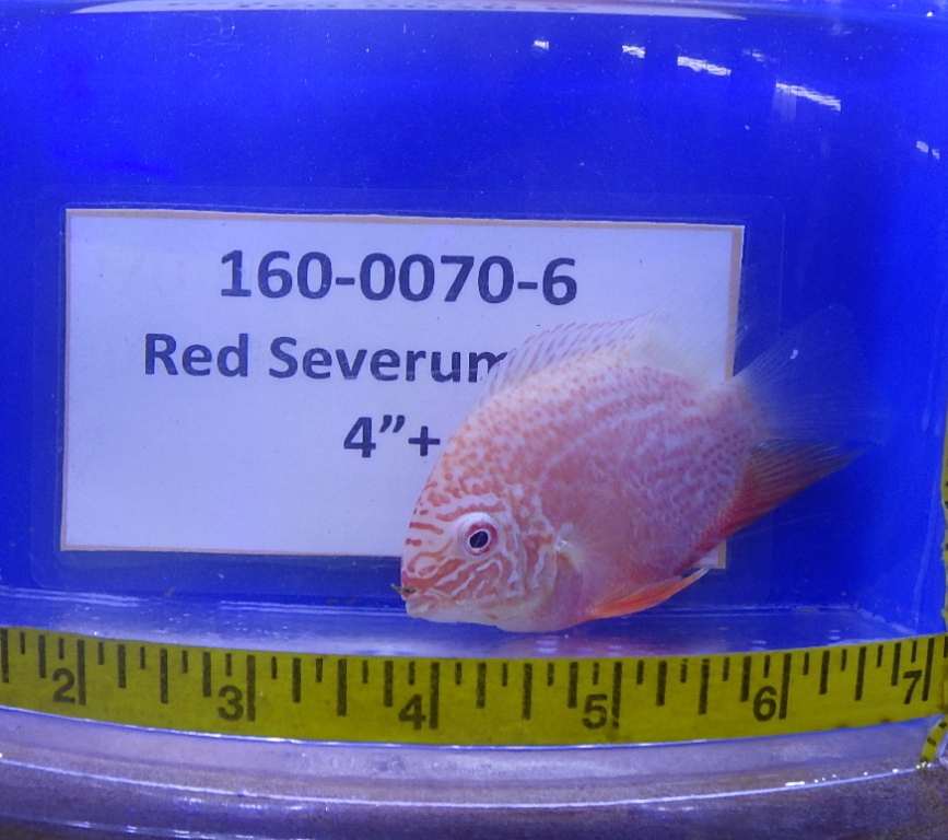 RIMG0097