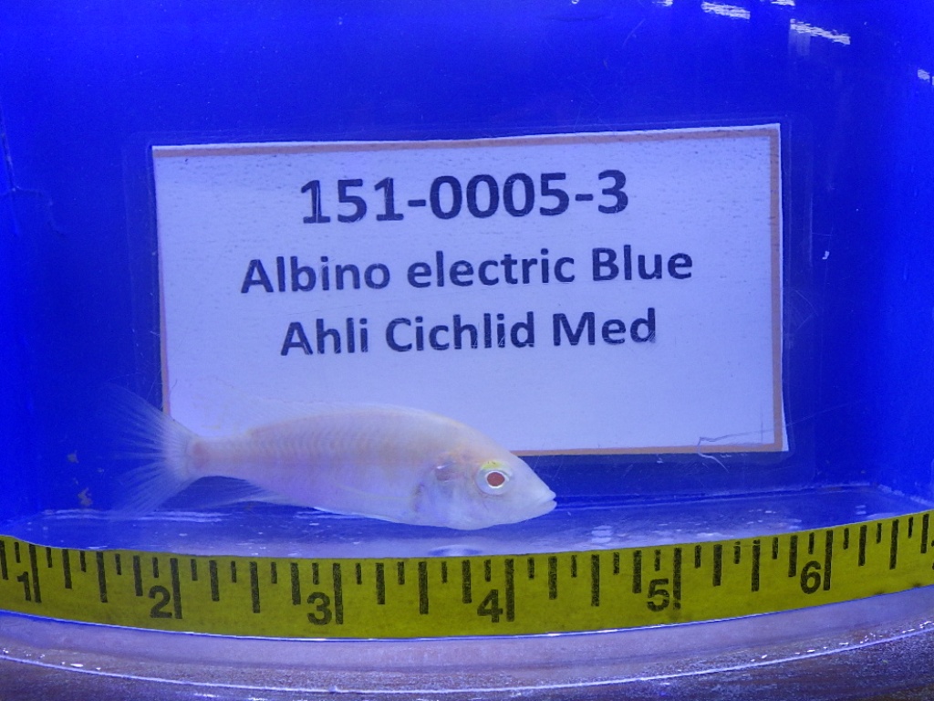 RIMG0104