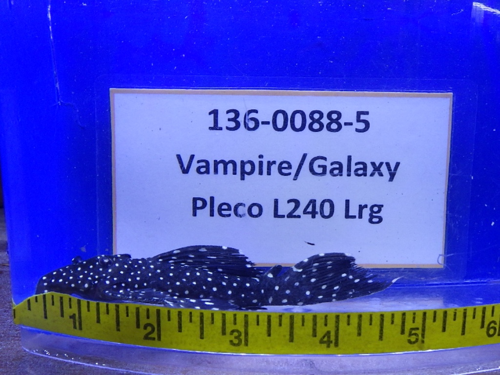 RIMG0121