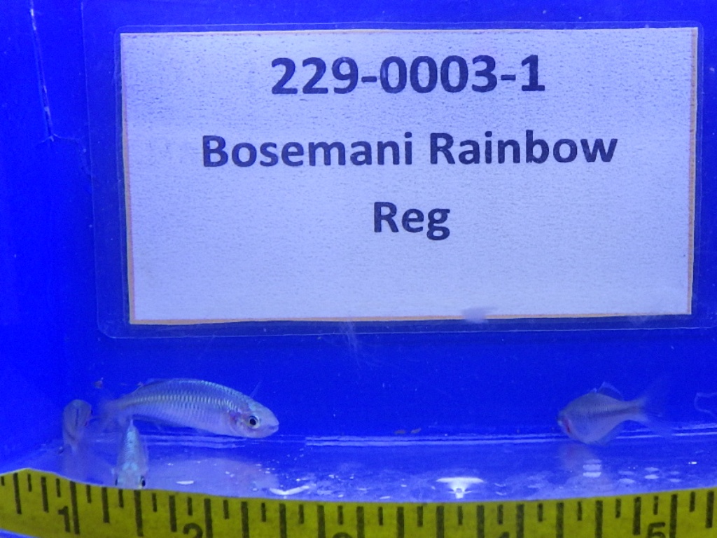 RIMG9888