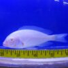 Albino Blue Dolphin Moorii Cichlid XLG