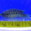 Yellowjacket Cichlid Med