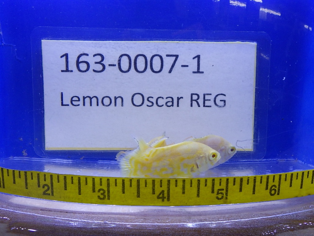 RIMG0163