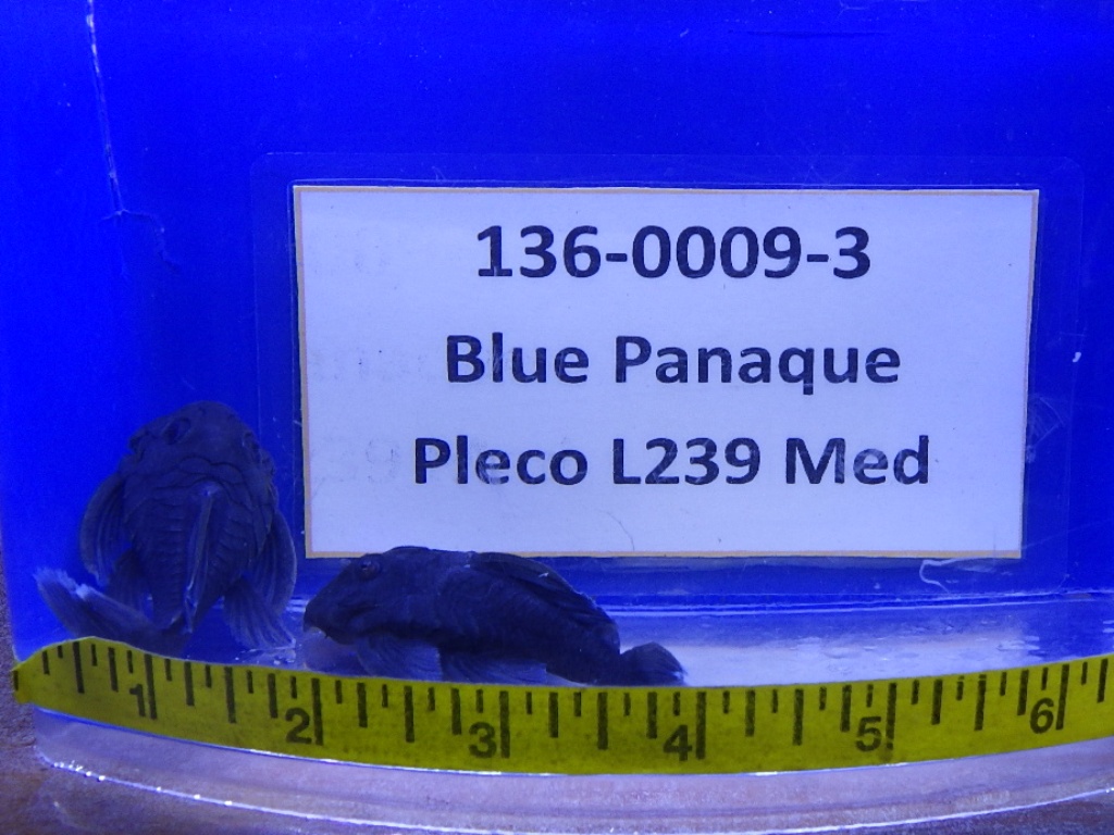 RIMG0190