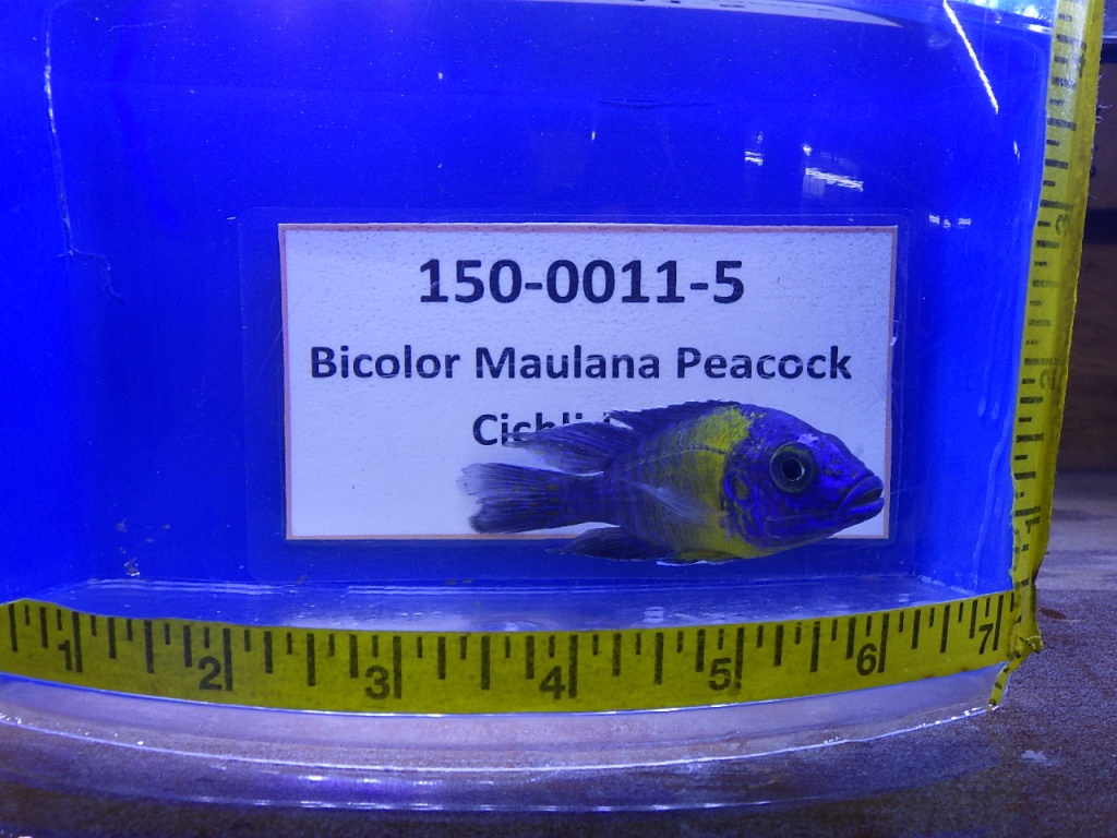 RIMG0199